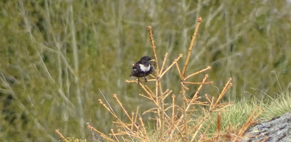 Bird on Col de la Croix de Fer, France
