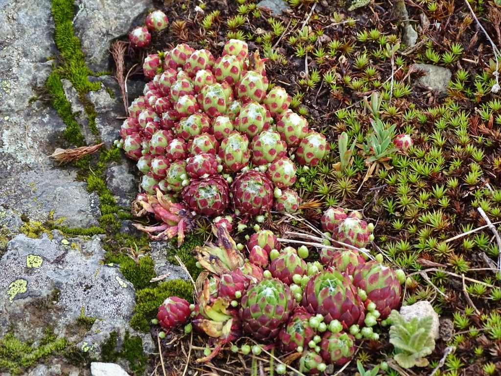 Alpine plant