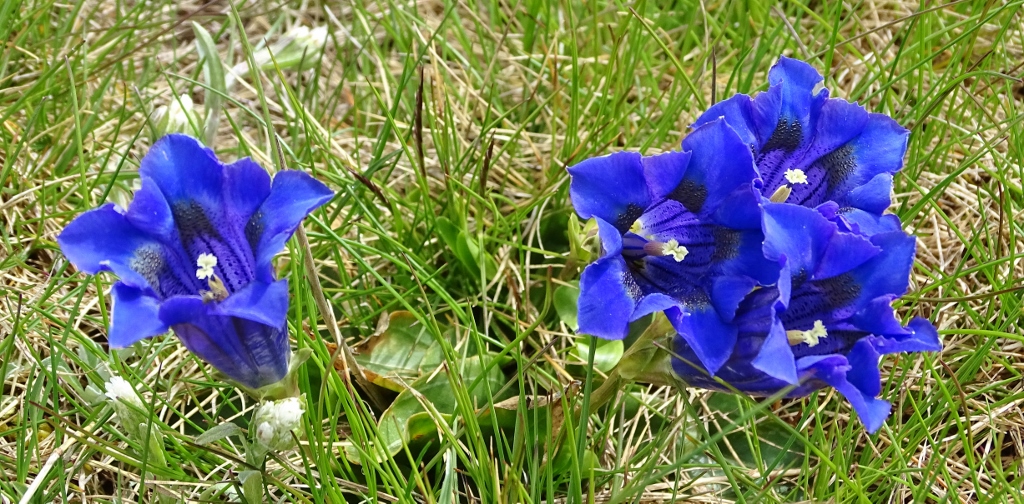 Alpine flowers on Col de la Croix de Fer, France