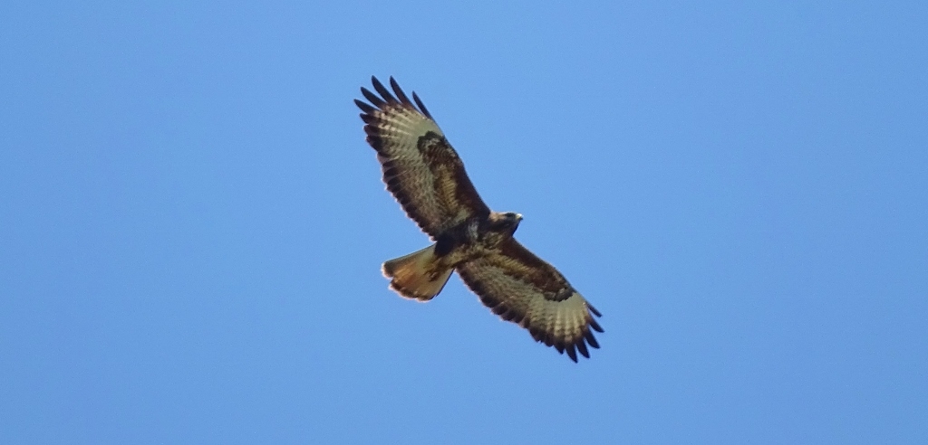 Common Buzzard