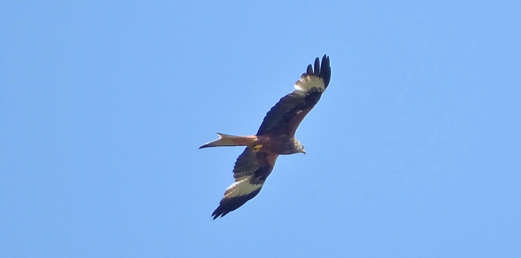 Red Kite