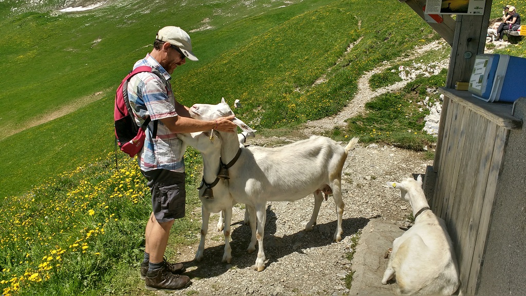 Friendly goats at the Morgetepass, Gantrisch Nature Park, Switzerland