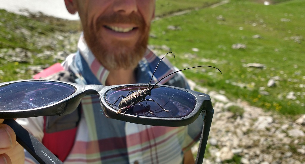 A big bug on sunglasses