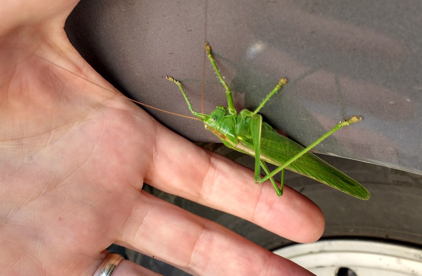 There are some man-sized crickets in the Vosges!
