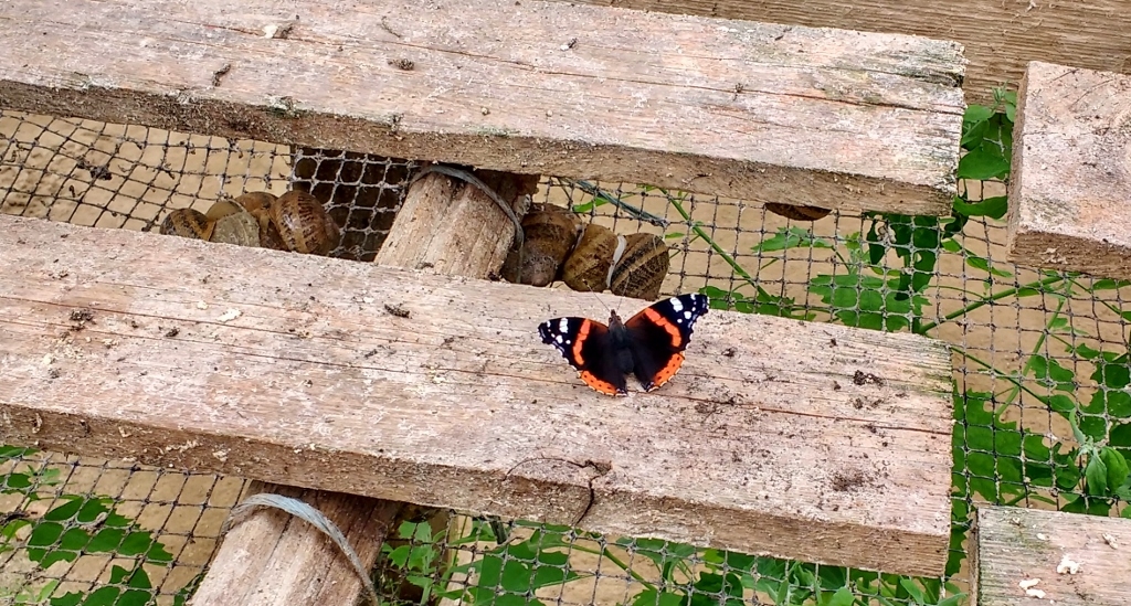 snails at snail farm