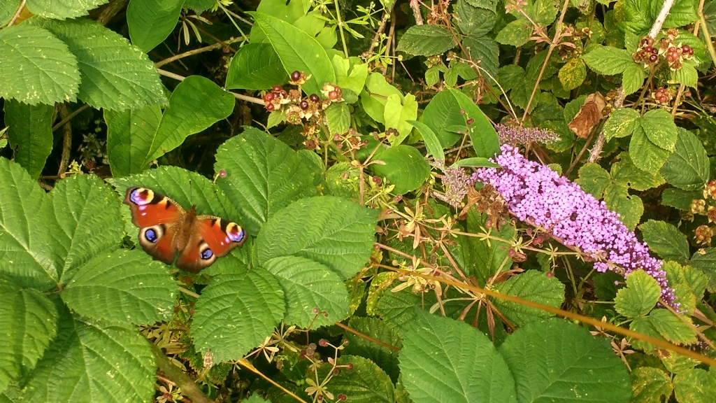 Butterfly and flower
