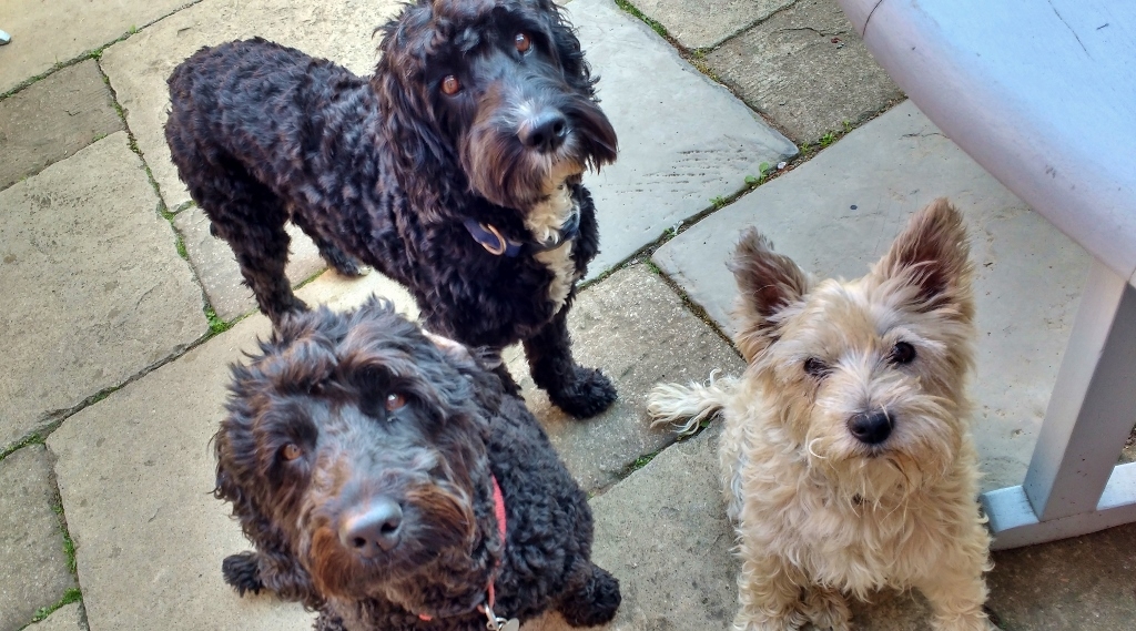 House-sitting in Shrewsbury the dogs