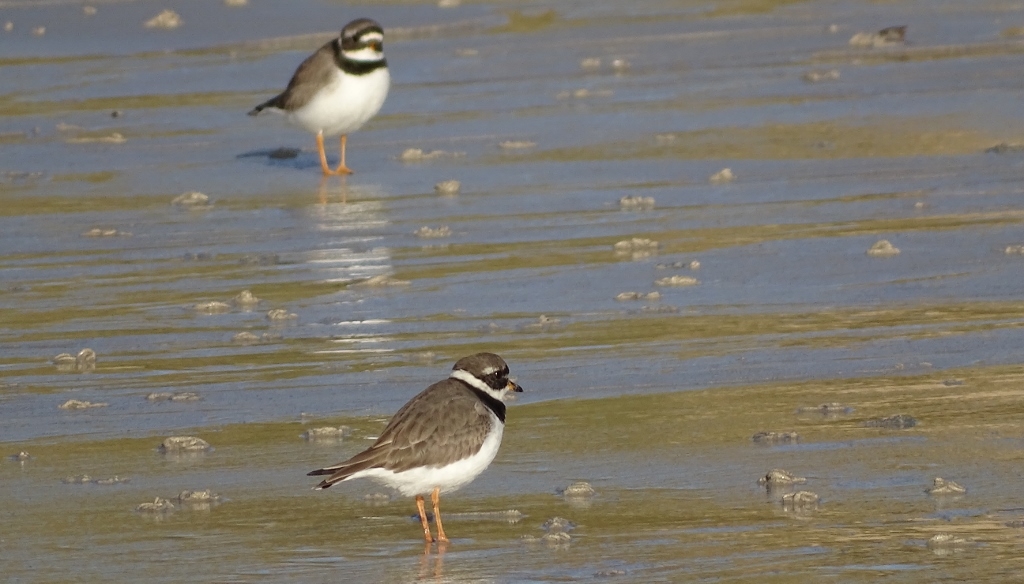 Ringed Plover Scotland