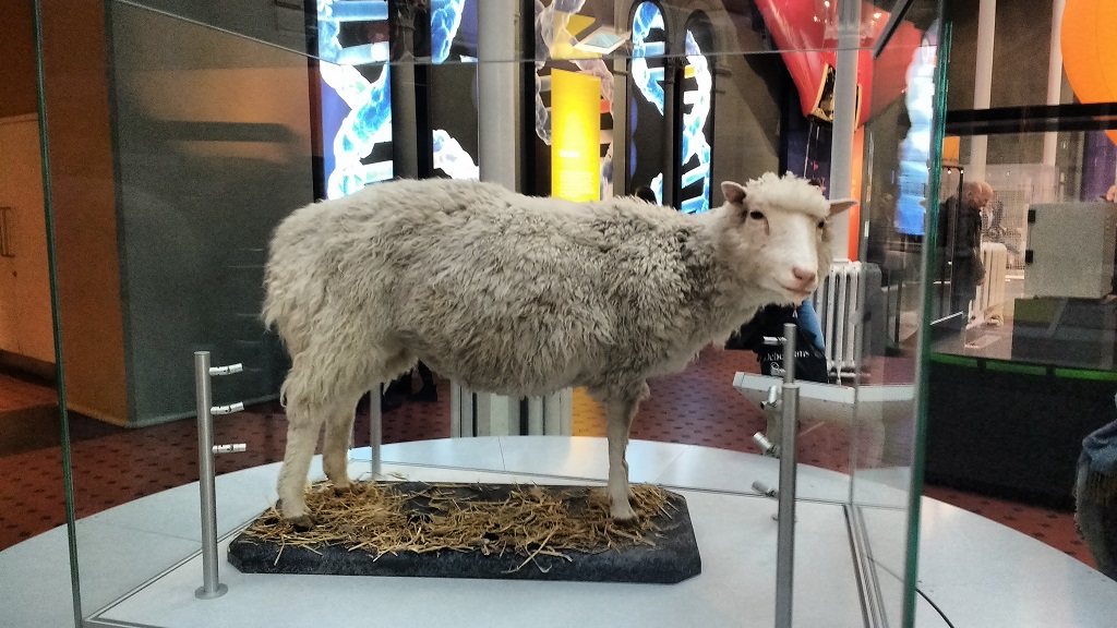 Dolly, the world's most famous sheep in the National Museum of Scotland, Edinburgh