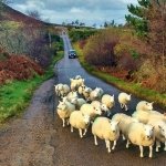 Rush Hour on NC500, Scotland