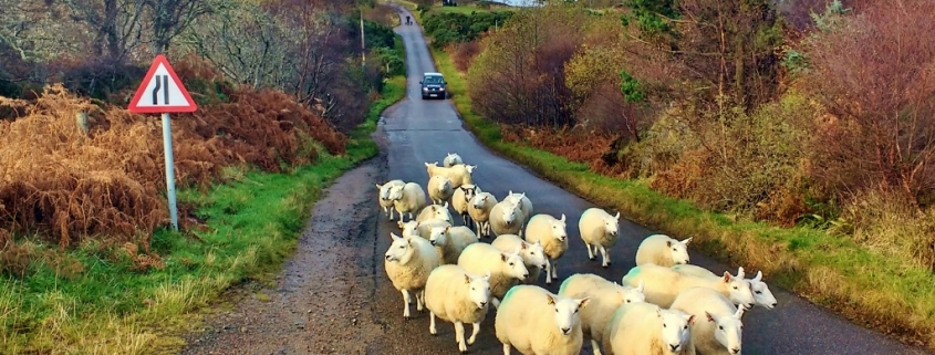 Rush Hour on NC500, Scotland