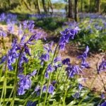 bluebells