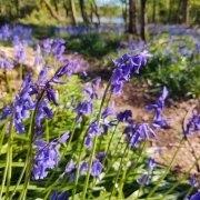 bluebells