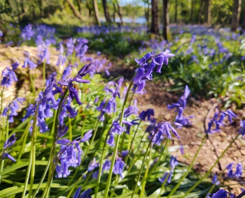bluebells
