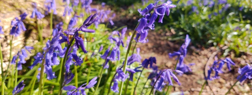 bluebells