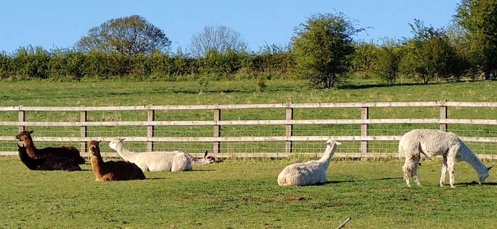 llamas in lock down