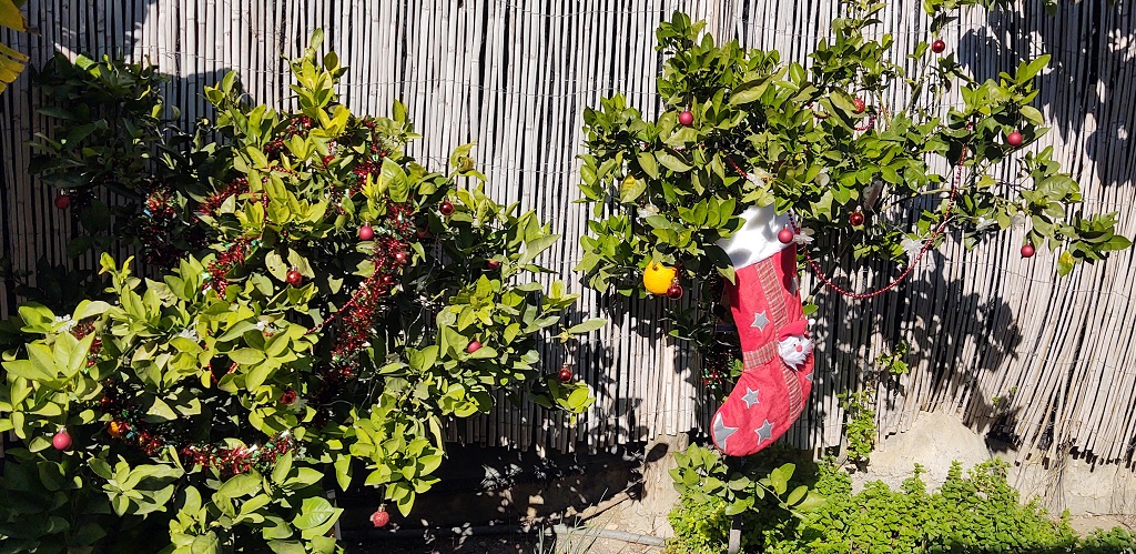 Motorhome Christmas Orange Tree