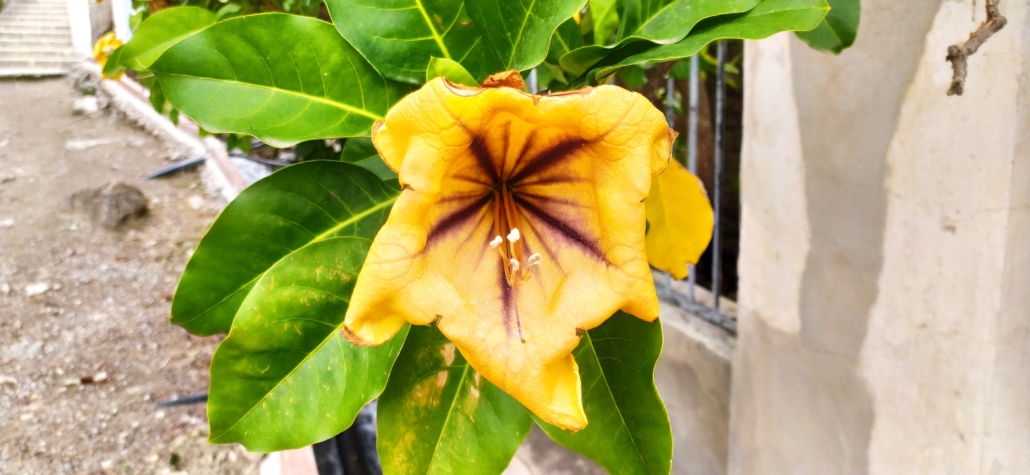 Yellow flower Frigiliana nerja