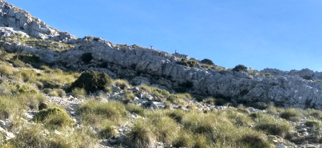 Cabra Montés on the way up El Cielo, Nerja
