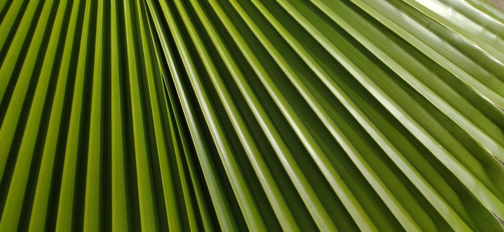Greenery and light on our campsite in Nerja