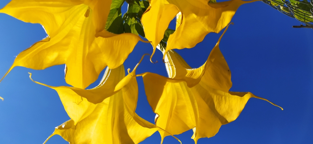 Flowers on the hike up to Frigiliana
