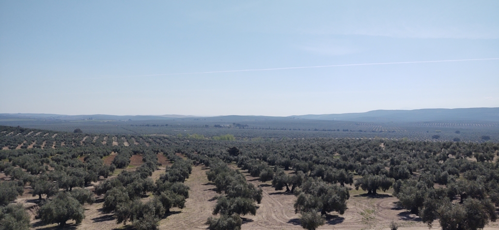 olive trees