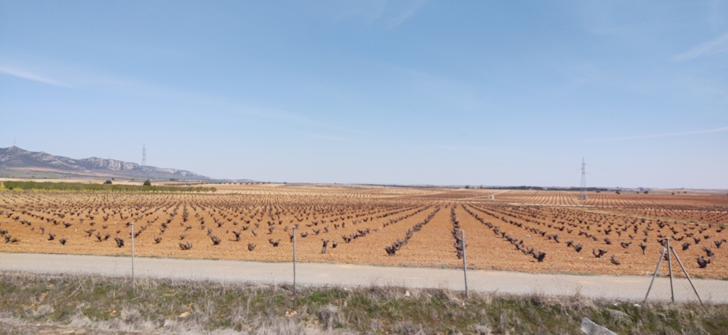spain vinyards