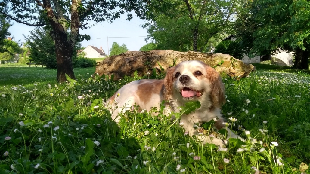 Our beautiful Charlie on his last tour