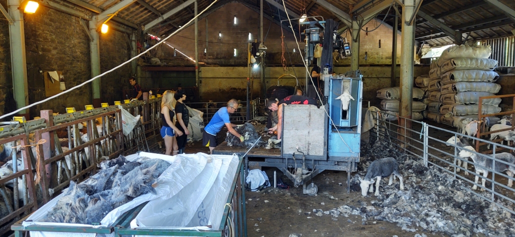 Sheep beaing sheared in a barn in Cumbria