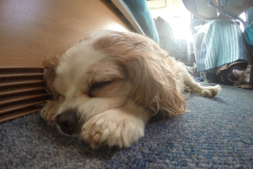 Dog asleep motorhome camper van