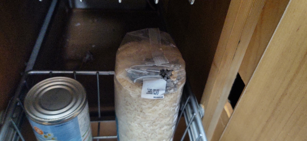 The mouse nest in a bag of rice we left in our motorhome