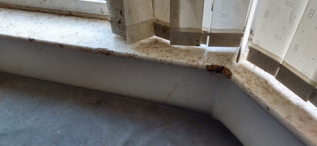 The neighbours told us the dog would be in the front window for hours. Looks like it was so bored it took to eating the wood, same upstairs too.