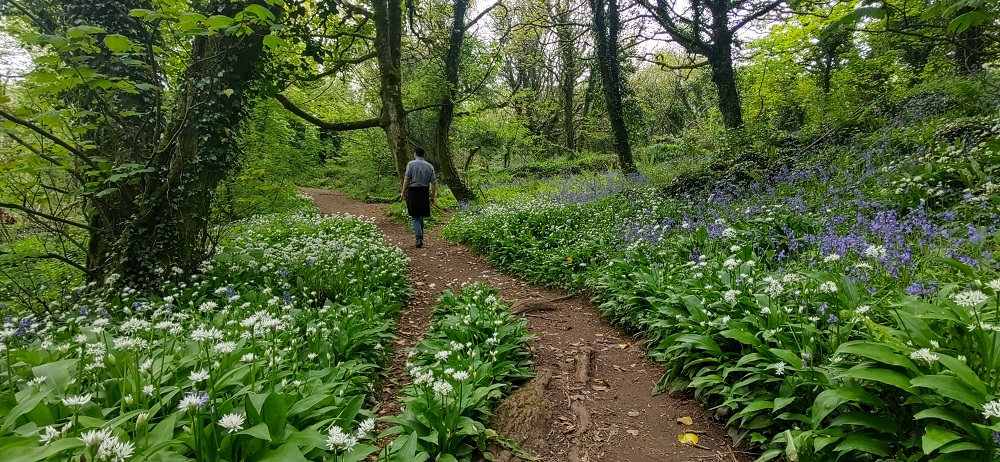 bluebells and wild garlic