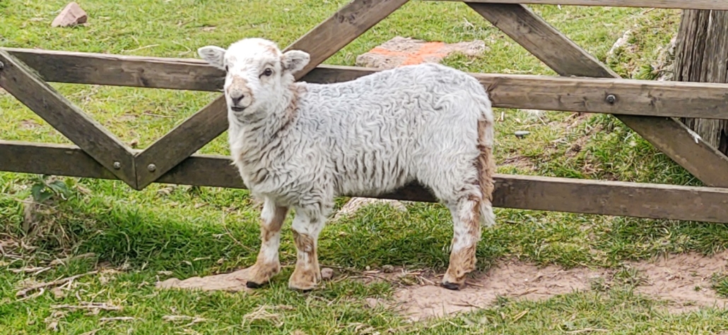Plenty of lambs out and about on the Gower Coastal Path