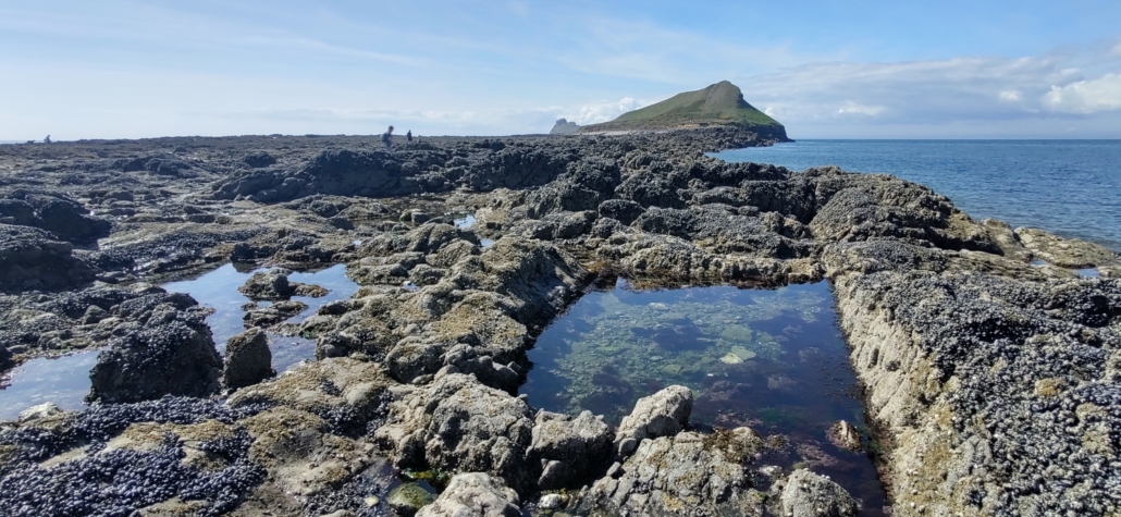Ju picked her way through this lot along the tidal 'path' to the Worm's Head, Rhossili, Gower