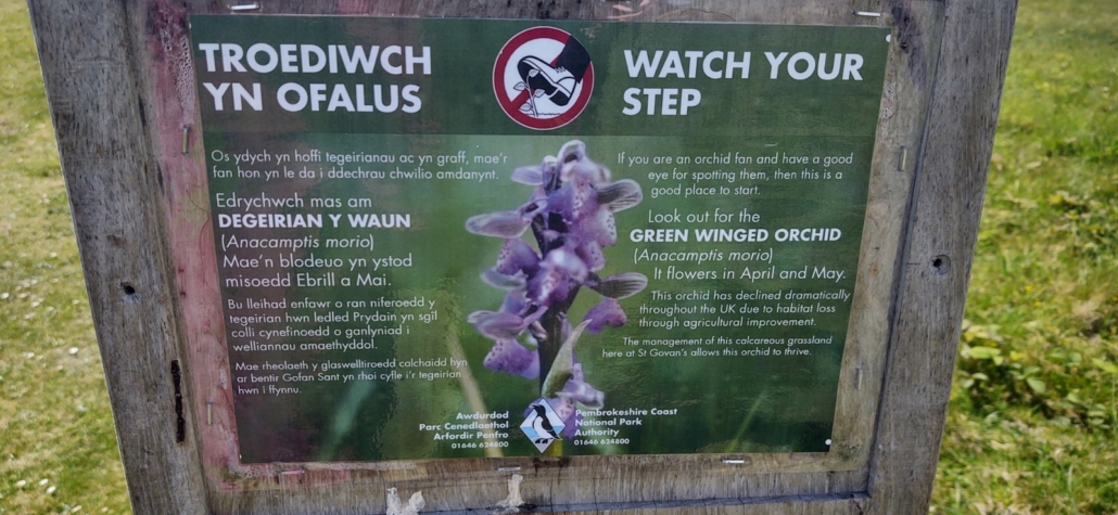 We know it's Green Winged as a big sign nearby told us so! We were lucky as they only flower in April and May