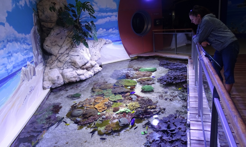 Coral (which is oddly an animal, not a plant) being grown at Océanopolis
