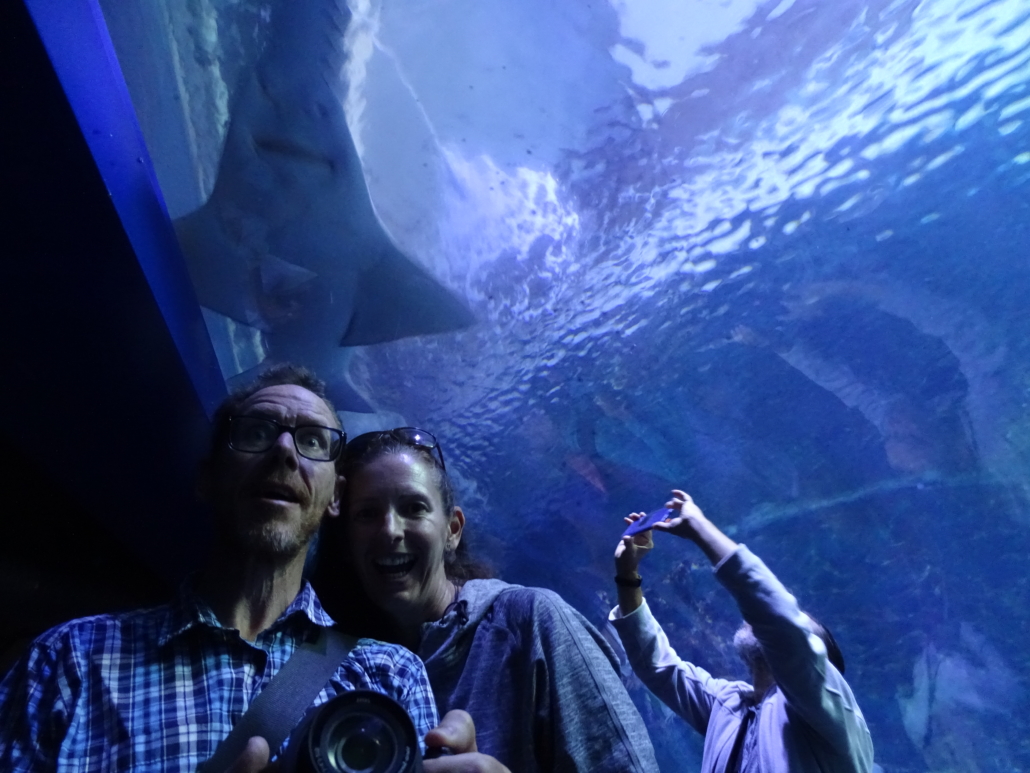 Getting photo-bombed trying to capture a saw-shark!