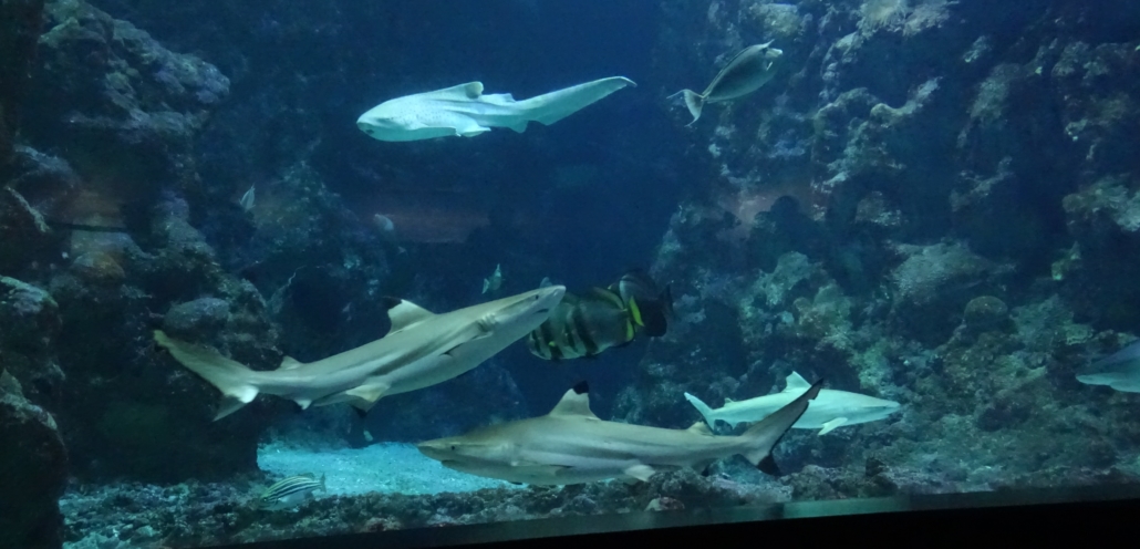 Everybody loves a good shark. There was lots of info about how poorly understood and hunted they are.