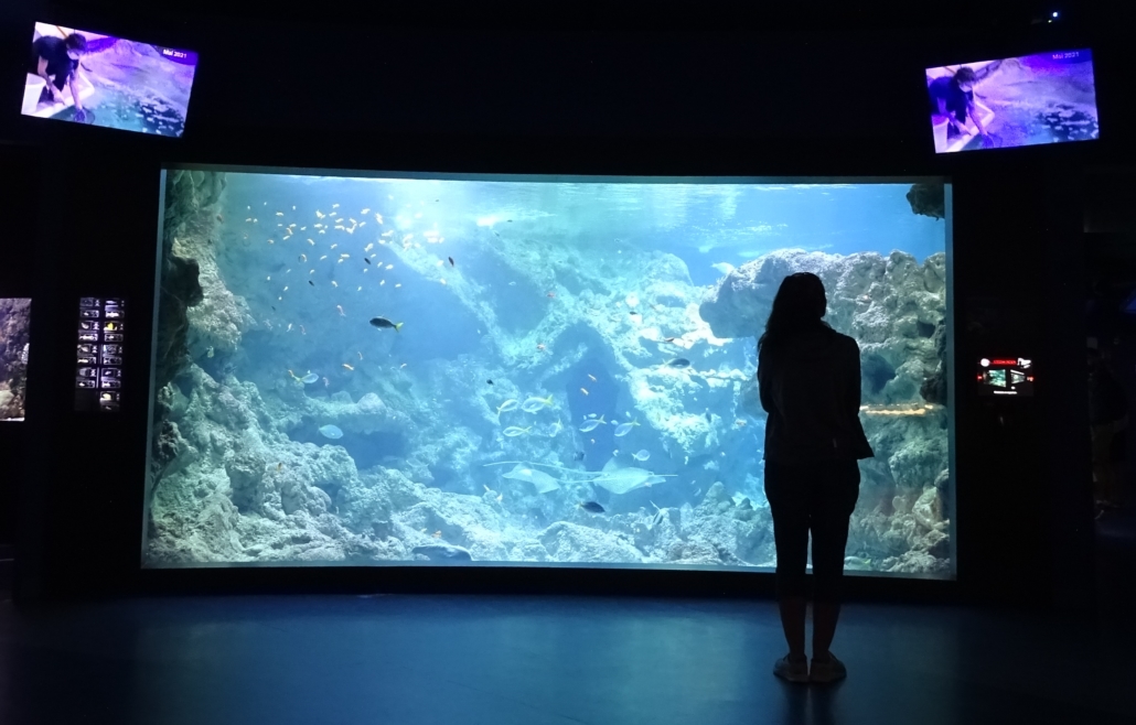 One of a huge number of aquariums at Oceanopolis at Brest in France