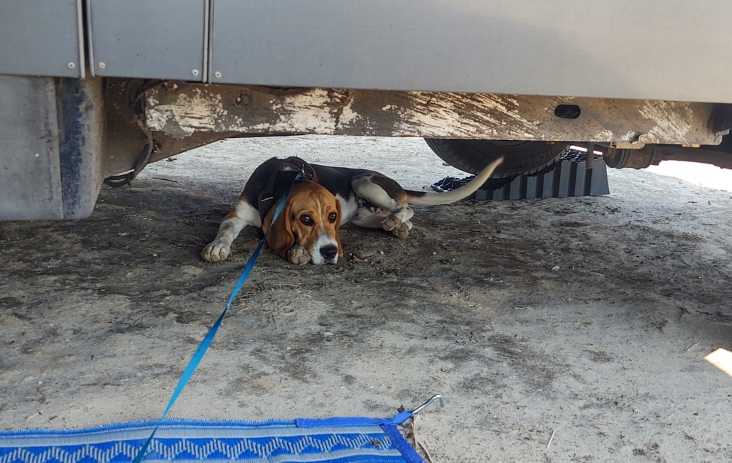 Dog hiding in the shade under a motorhome