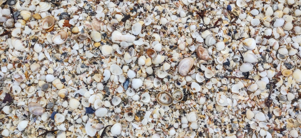 shells on beach