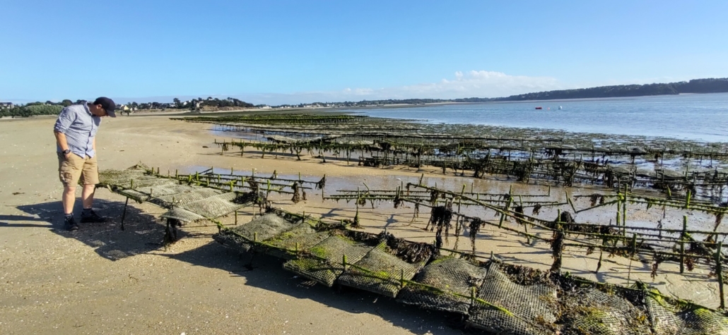 Oyster Farm France