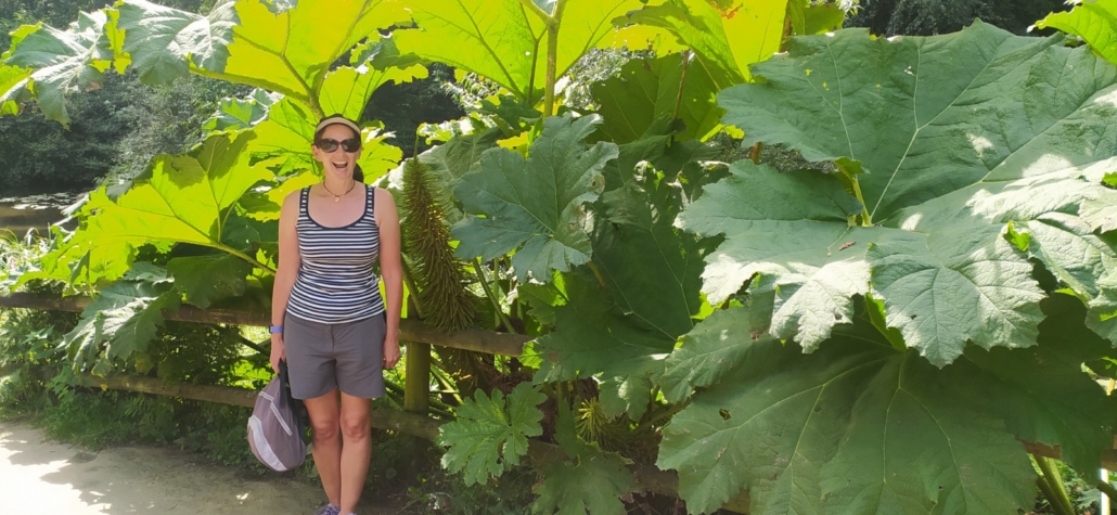Welcome summer shade beneath huge leaves at the Jardin du Conservatoire Botanique National de Brest