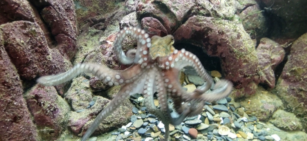 An octopus thinking god-knows-what about all the faces peering in at it