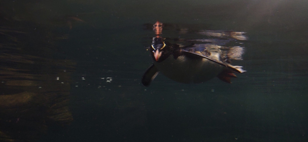 A penguin at Océanopolis, Brest, France