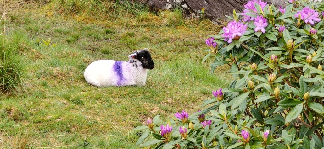 Lamb grass flowers Gap of Lunloe ireland