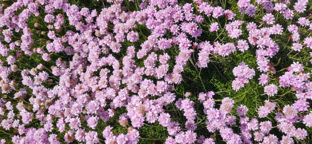 pink flowers