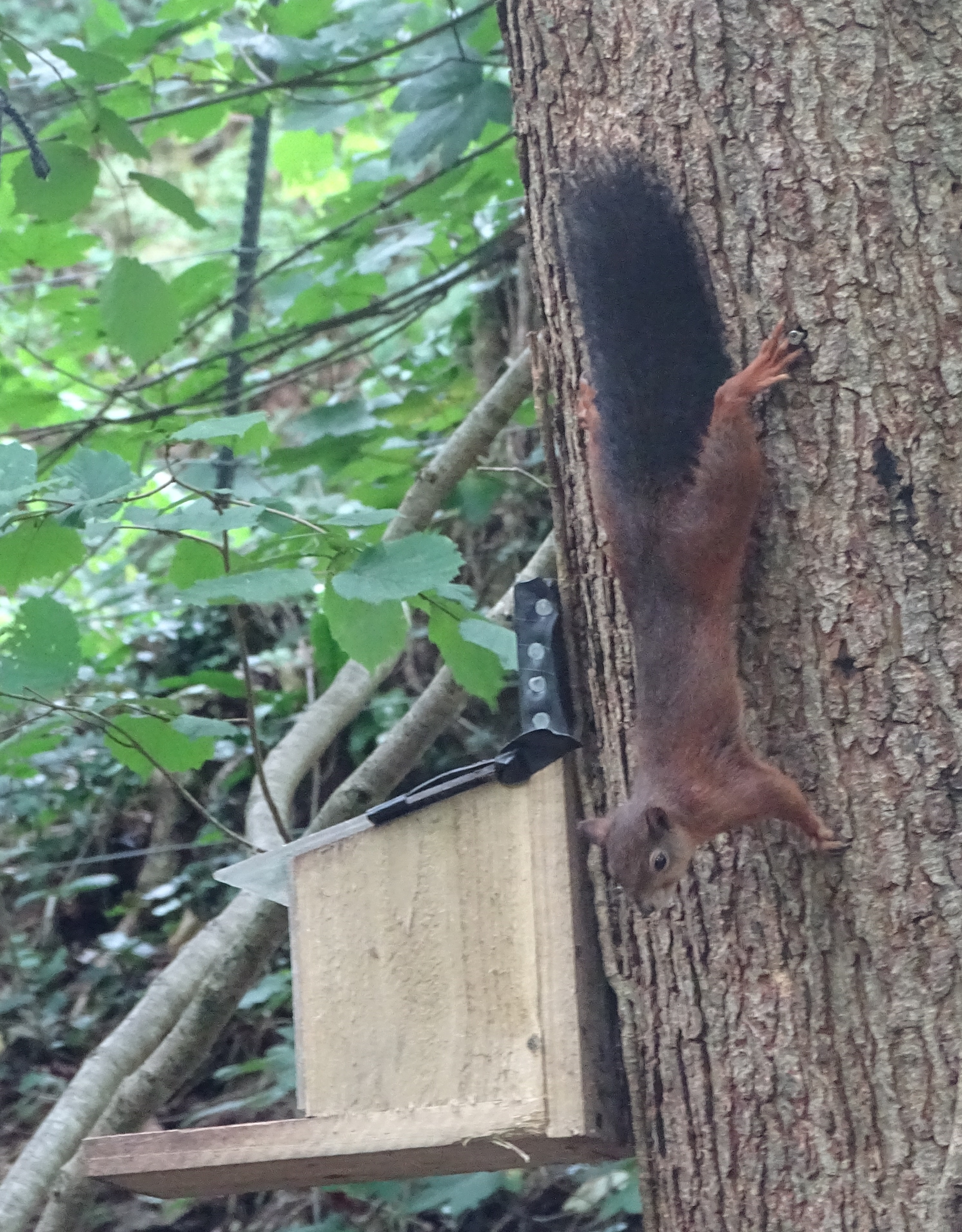 Red squirrel at the Nant y Pandy Dingle nature reserve at Lilangeni Anglesey Wales