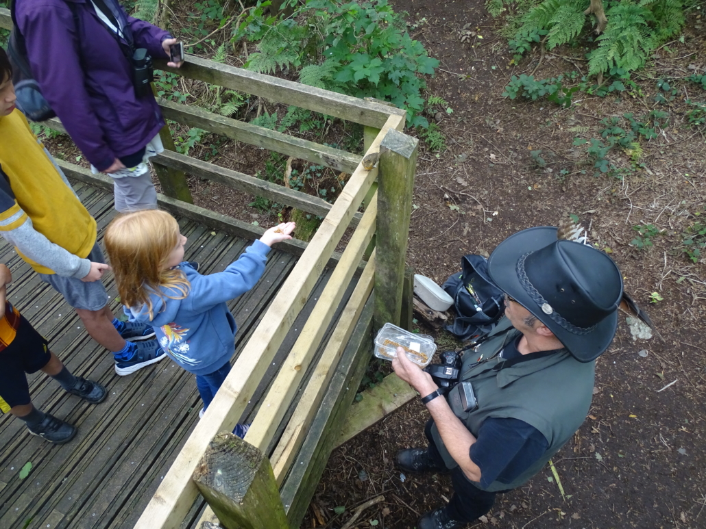 Hand feeding a robin at the Nant y Pandy Dingle nature reserve at Lilangeni Anglesey Wales